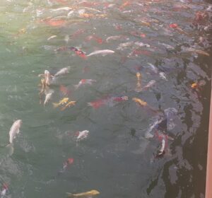 Bali thematic park at Gryllies water Lillies