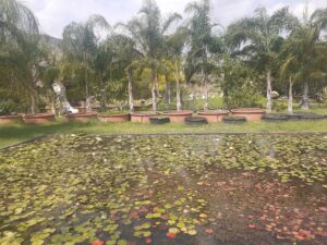 Bali Gryllies water Lillies