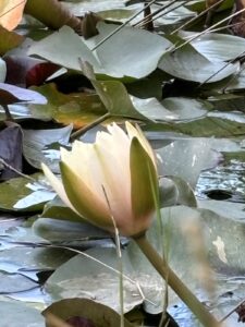 Bali Thematic Park at Marathonas Attica Greece